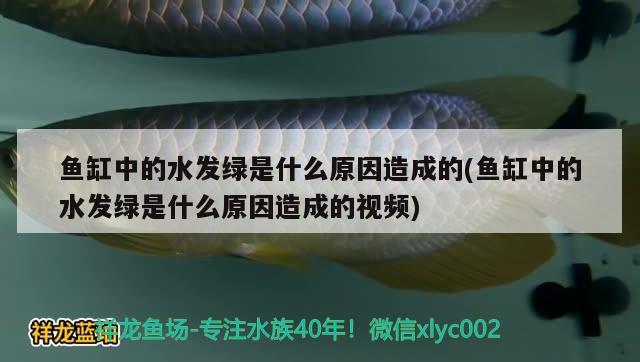 魚缸中的水發(fā)綠是什么原因造成的(魚缸中的水發(fā)綠是什么原因造成的視頻) 粗線銀版魚