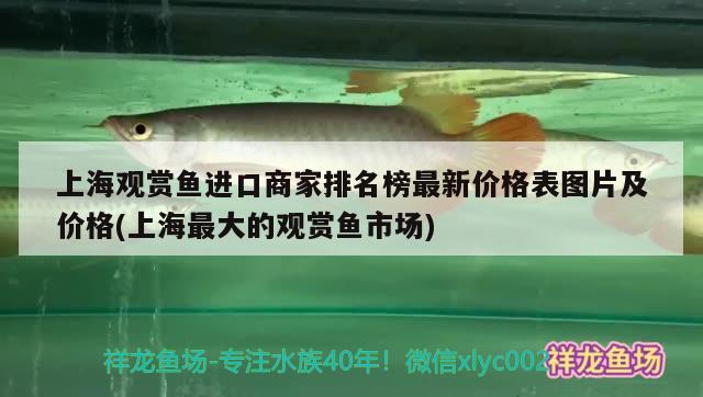 上海觀賞魚進(jìn)口商家排名榜最新價(jià)格表圖片及價(jià)格(上海最大的觀賞魚市場(chǎng))