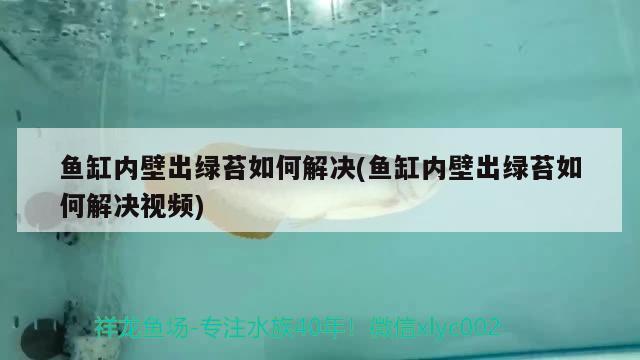 魚缸內(nèi)壁出綠苔如何解決(魚缸內(nèi)壁出綠苔如何解決視頻) 黑桃A魚