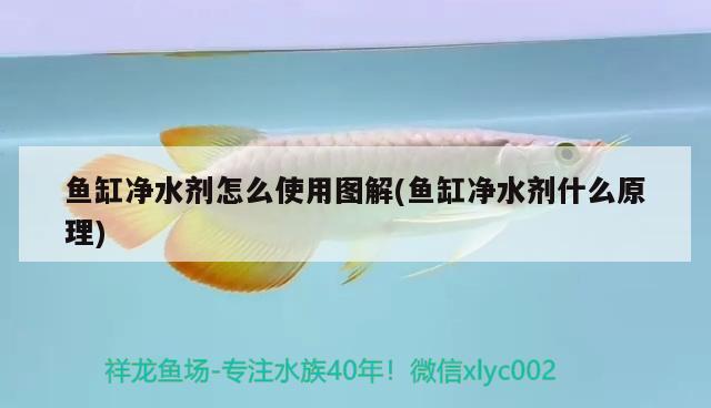 魚缸凈水劑怎么使用圖解(魚缸凈水劑什么原理) 埃及神仙魚