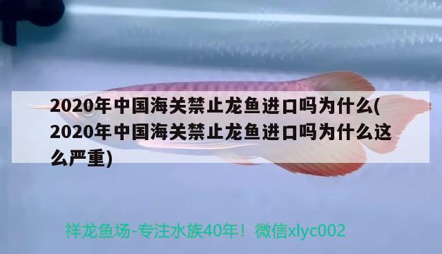 2020年中國海關禁止龍魚進口嗎為什么(2020年中國海關禁止龍魚進口嗎為什么這么嚴重)