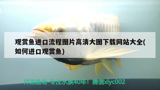 黑魚在魚缸里能養(yǎng)活嗎視頻（黑魚在缸里怎么養(yǎng)） 龍魚專用燈 第3張