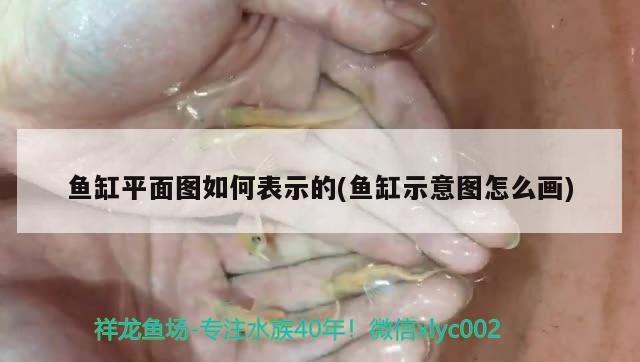 魚缸平面圖如何表示的(魚缸示意圖怎么畫) 財(cái)神鸚鵡魚