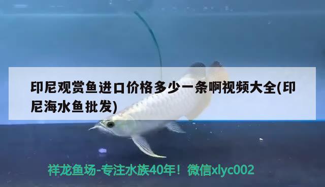 獅子頭是熱帶魚嗎？怎么養(yǎng)？ 魚缸風(fēng)水 第3張