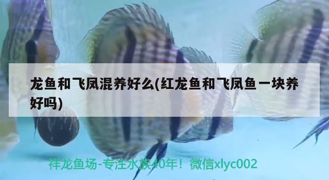 龍魚和飛鳳混養(yǎng)好么(紅龍魚和飛鳳魚一塊養(yǎng)好嗎) 飛鳳魚