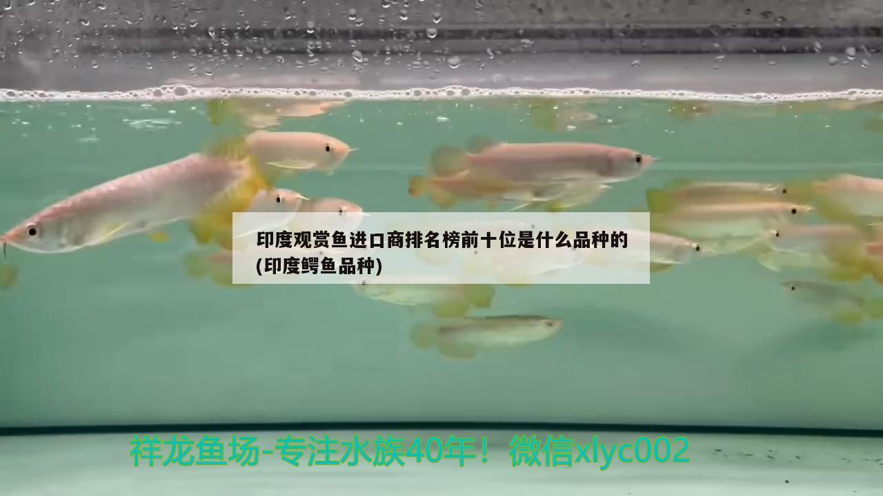 印度觀賞魚進口商排名榜前十位是什么品種的(印度鱷魚品種) 觀賞魚進出口