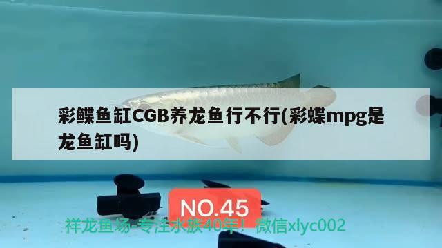 彩鰈魚缸CGB養(yǎng)龍魚行不行(彩蝶mpg是龍魚缸嗎) 觀賞魚飼料 第2張