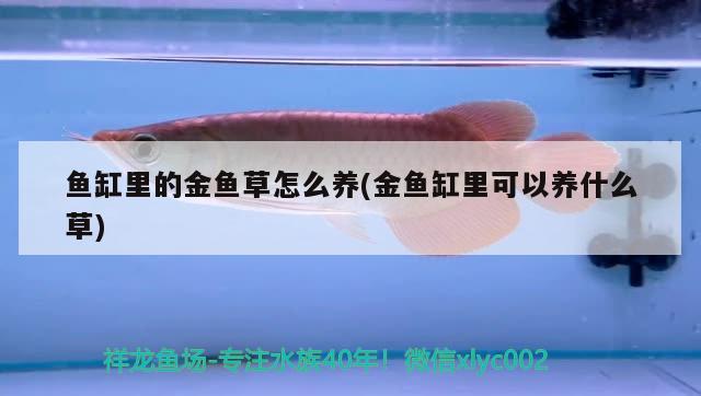 金冠魚缸圖片及價(jià)格表及價(jià)格表-打造豪華水族世界，金冠魚缸圖片及價(jià)格表-打造豪華水族世界