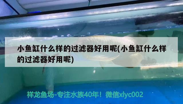 金冠魚缸圖片及價格表及價格表-打造豪華水族世界，金冠魚缸圖片及價格表-打造豪華水族世界 麥肯斯銀版魚 第2張