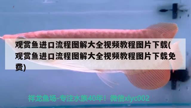 觀賞魚(yú)進(jìn)口流程圖解大全視頻教程圖片下載(觀賞魚(yú)進(jìn)口流程圖解大全視頻教程圖片下載免費(fèi)) 觀賞魚(yú)進(jìn)出口