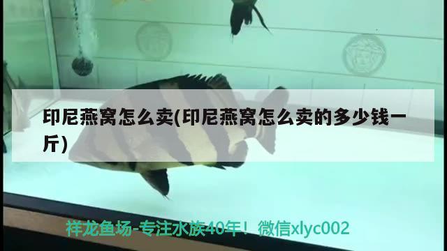 岳陽金龍魚經銷商地址：岳陽金龍魚廠在哪里 廣州水族批發(fā)市場 第1張