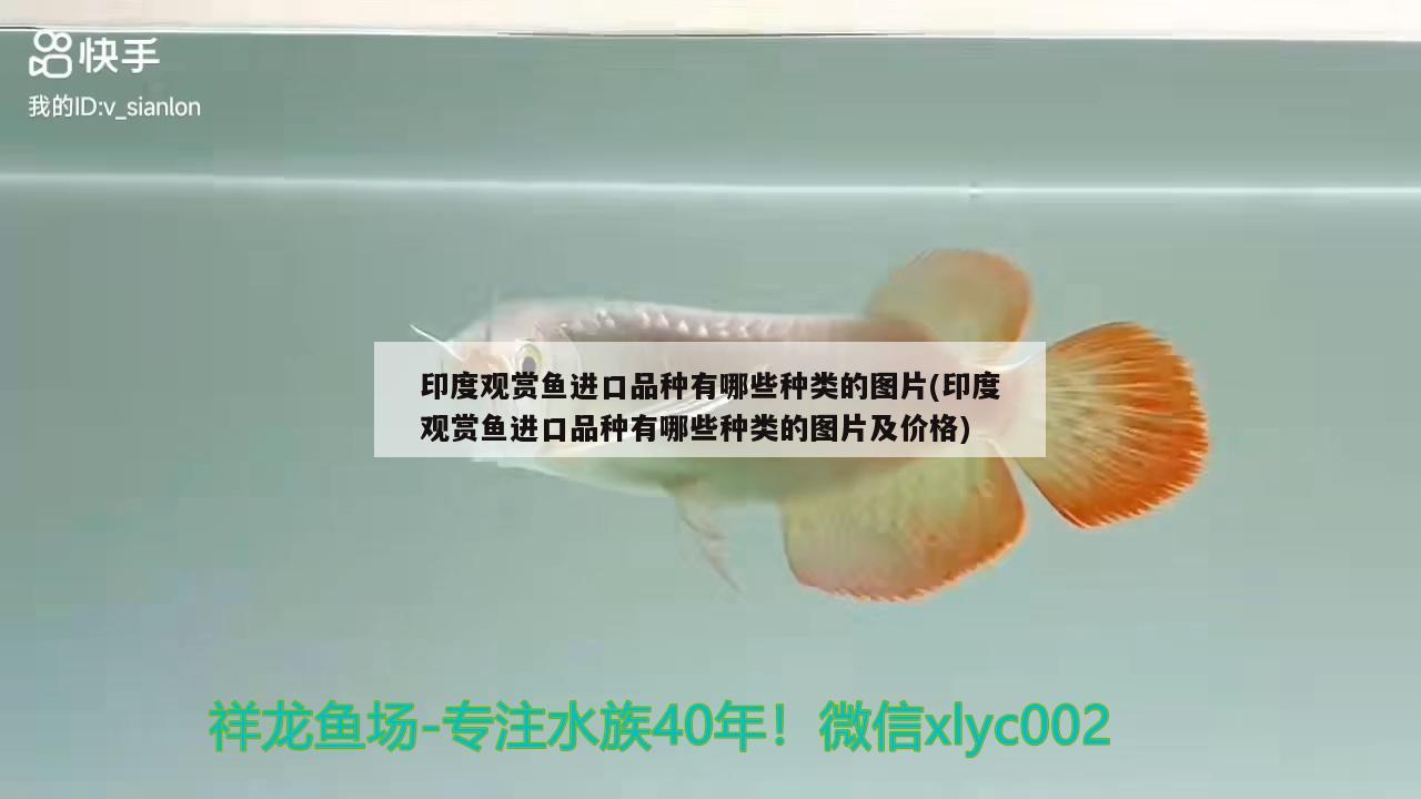 印度觀賞魚(yú)進(jìn)口品種有哪些種類(lèi)的圖片(印度觀賞魚(yú)進(jìn)口品種有哪些種類(lèi)的圖片及價(jià)格) 觀賞魚(yú)進(jìn)出口