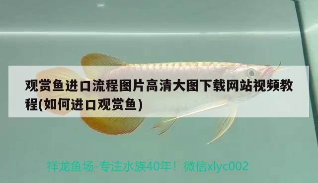 觀(guān)賞魚(yú)進(jìn)口流程圖片高清大圖下載網(wǎng)站視頻教程(如何進(jìn)口觀(guān)賞魚(yú))