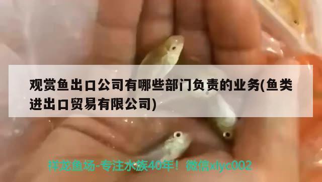 觀賞魚(yú)出口公司有哪些部門負(fù)責(zé)的業(yè)務(wù)(魚(yú)類進(jìn)出口貿(mào)易有限公司) 觀賞魚(yú)進(jìn)出口