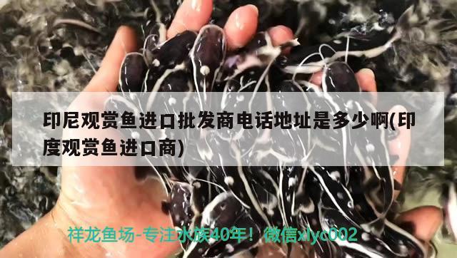 印尼觀賞魚進(jìn)口批發(fā)商電話地址是多少啊(印度觀賞魚進(jìn)口商) 觀賞魚進(jìn)出口