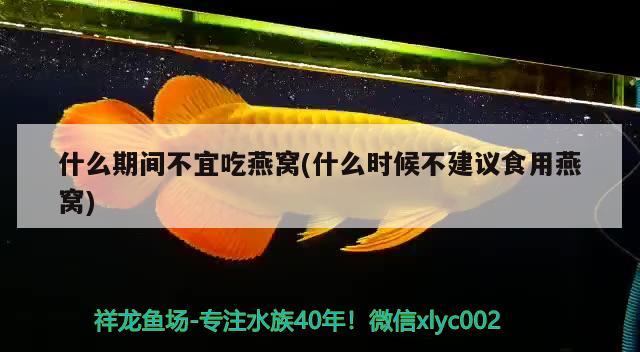 什么期間不宜吃燕窩(什么時候不建議食用燕窩) 馬來西亞燕窩