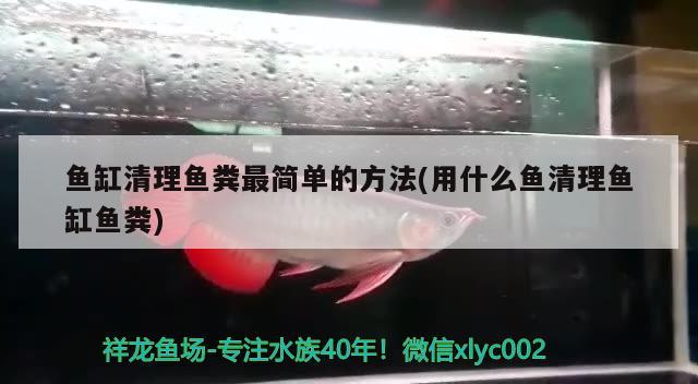 魚缸清理魚糞最簡單的方法(用什么魚清理魚缸魚糞)