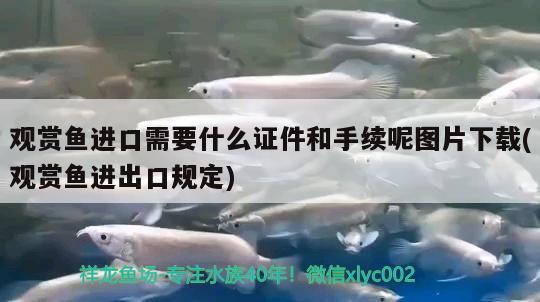 觀賞魚進口需要什么證件和手續(xù)呢圖片下載(觀賞魚進出口規(guī)定)