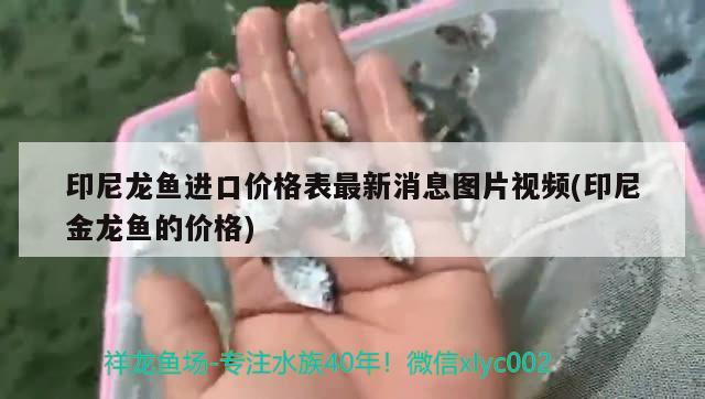 印尼龍魚進(jìn)口價格表最新消息圖片視頻(印尼金龍魚的價格) 觀賞魚進(jìn)出口