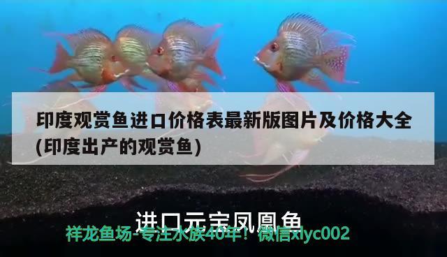 紅龍魚的生長速度(紅龍魚正常生長速度) 一眉道人魚苗 第4張