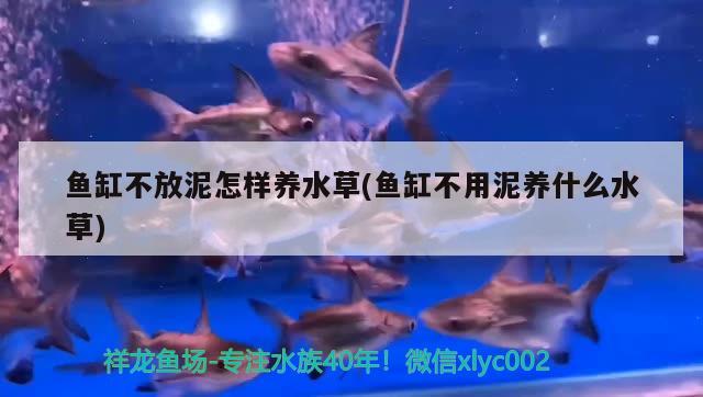 魚缸不放泥怎樣養(yǎng)水草(魚缸不用泥養(yǎng)什么水草) 水草