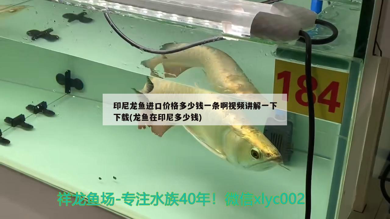 印尼龍魚進(jìn)口價(jià)格多少錢一條啊視頻講解一下下載(龍魚在印尼多少錢)