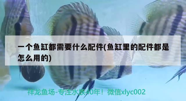 一個(gè)魚缸都需要什么配件(魚缸里的配件都是怎么用的) 溫控設(shè)備