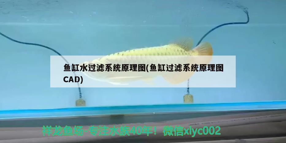 坐南向北魚缸怎么放 坐南向北魚缸放在客廳什么位置最好 養(yǎng)魚的好處 第1張