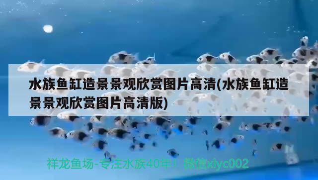 水族魚缸造景景觀欣賞圖片高清(水族魚缸造景景觀欣賞圖片高清版) 巴卡雷龍魚