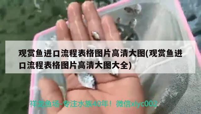 觀賞魚進口流程表格圖片高清大圖(觀賞魚進口流程表格圖片高清大圖大全) 觀賞魚進出口