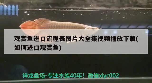 觀賞魚進(jìn)口流程表圖片大全集視頻播放下載(如何進(jìn)口觀賞魚) 觀賞魚進(jìn)出口