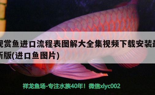 觀賞魚(yú)進(jìn)口流程表圖解大全集視頻下載安裝最新版(進(jìn)口魚(yú)圖片)