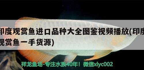 印度觀賞魚進(jìn)口品種大全圖鑒視頻播放(印度觀賞魚一手貨源) 觀賞魚進(jìn)出口