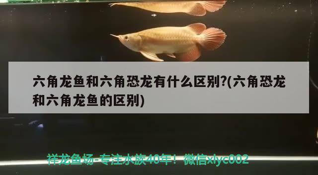 六角龍魚和六角恐龍有什么區(qū)別?(六角恐龍和六角龍魚的區(qū)別) 白子關(guān)刀魚苗