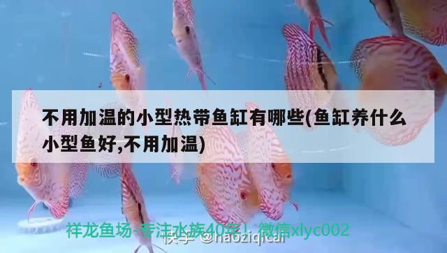 不用加溫的小型熱帶魚缸有哪些(魚缸養(yǎng)什么小型魚好,不用加溫)