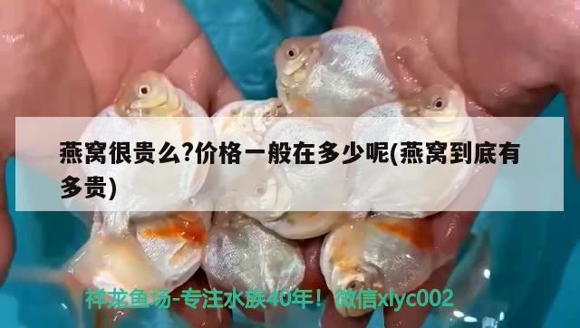 迪慶藏族自治州觀賞魚市場皇冠分兩種一種越來越漂亮一種越來越丑