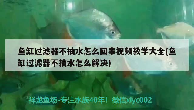 魚缸過濾器不抽水怎么回事視頻教學大全(魚缸過濾器不抽水怎么解決) 觀賞魚