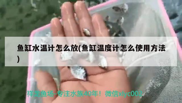 魚缸水溫計怎么放(魚缸溫度計怎么使用方法)