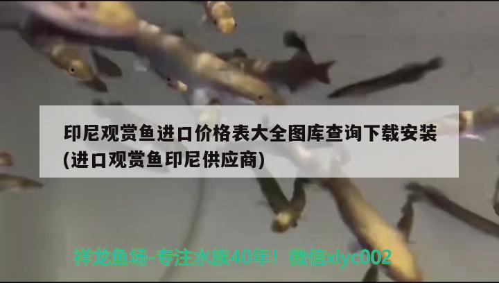 印尼觀賞魚進口價格表大全圖庫查詢下載安裝(進口觀賞魚印尼供應商) 觀賞魚進出口