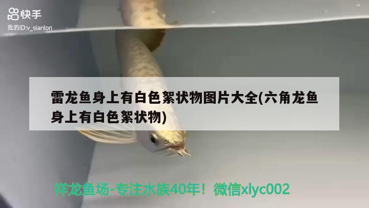 雷龍魚身上有白色絮狀物圖片大全(六角龍魚身上有白色絮狀物)