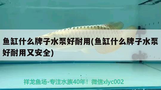 魚(yú)缸什么牌子水泵好耐用(魚(yú)缸什么牌子水泵好耐用又安全) 圖騰金龍魚(yú)