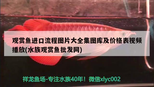 觀賞魚進口流程圖片大全集圖庫及價格表視頻播放(水族觀賞魚批發(fā)網(wǎng)) 觀賞魚進出口