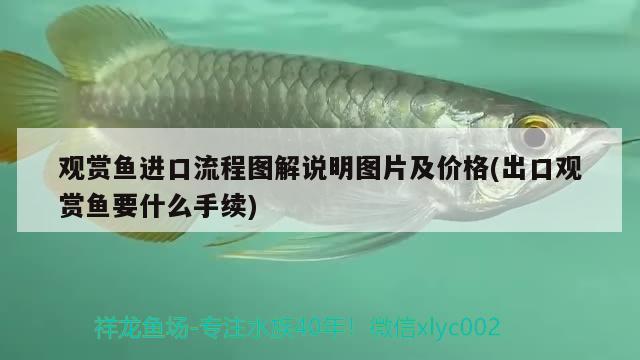 觀賞魚進(jìn)口流程圖解說明圖片及價格(出口觀賞魚要什么手續(xù)) 觀賞魚進(jìn)出口 第1張