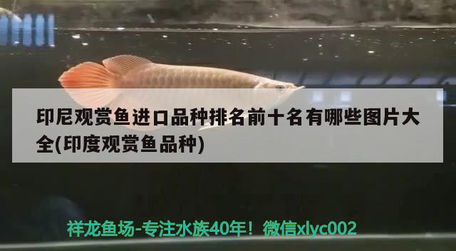 100l的魚缸要多大流量的水 