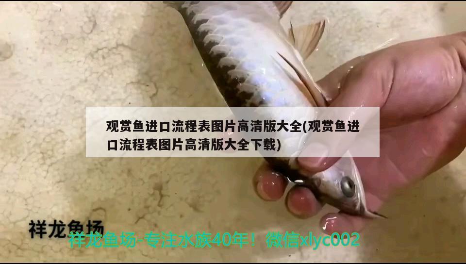 觀賞魚進(jìn)口流程表圖片高清版大全(觀賞魚進(jìn)口流程表圖片高清版大全下載) 觀賞魚進(jìn)出口