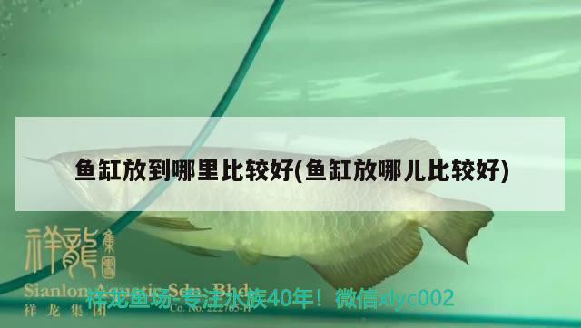 魚缸放到哪里比較好(魚缸放哪兒比較好)