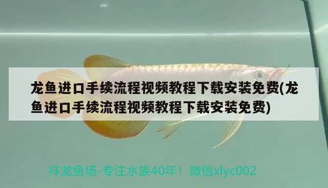 銅錢草可以放魚缸里嗎（蘭壽魚缸養(yǎng)銅錢草好不好）