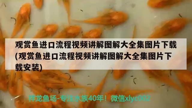 觀賞魚進(jìn)口流程視頻講解圖解大全集圖片下載(觀賞魚進(jìn)口流程視頻講解圖解大全集圖片下載安裝) 觀賞魚進(jìn)出口