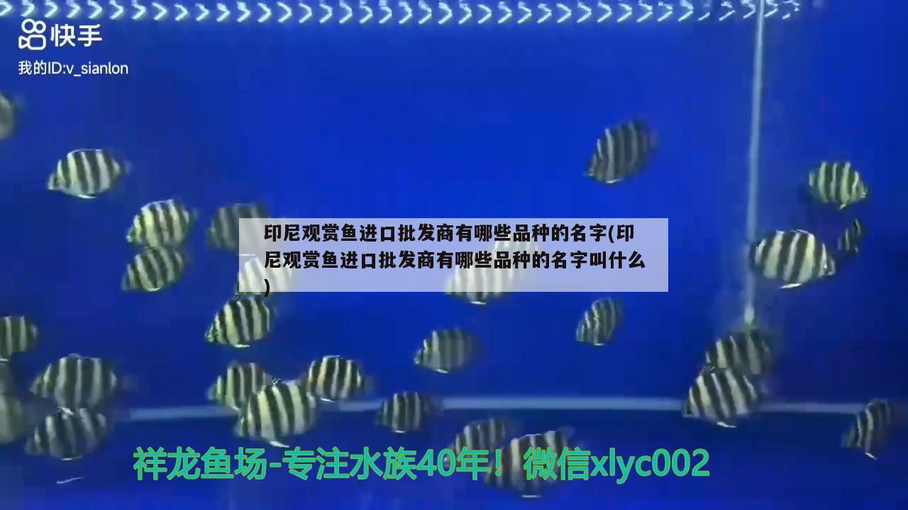 印尼觀賞魚進(jìn)口批發(fā)商有哪些品種的名字(印尼觀賞魚進(jìn)口批發(fā)商有哪些品種的名字叫什么) 觀賞魚進(jìn)出口