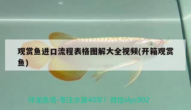 七彩雷龍魚(yú)是圓頭還是扁頭，紅月雷龍魚(yú)有幾個(gè)品種 養(yǎng)魚(yú)的好處 第2張